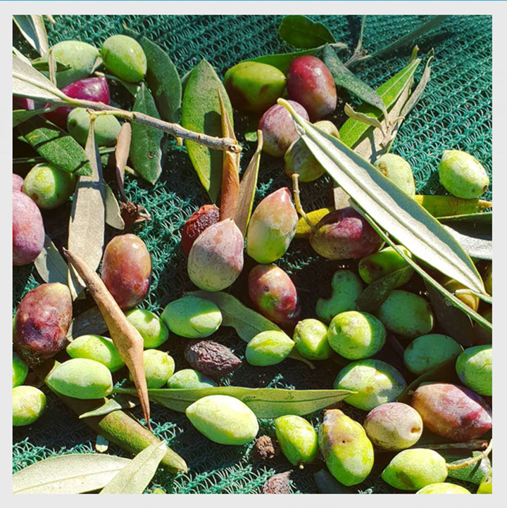 Agriculture HDPE Net Olive maka mkpokọta Olive